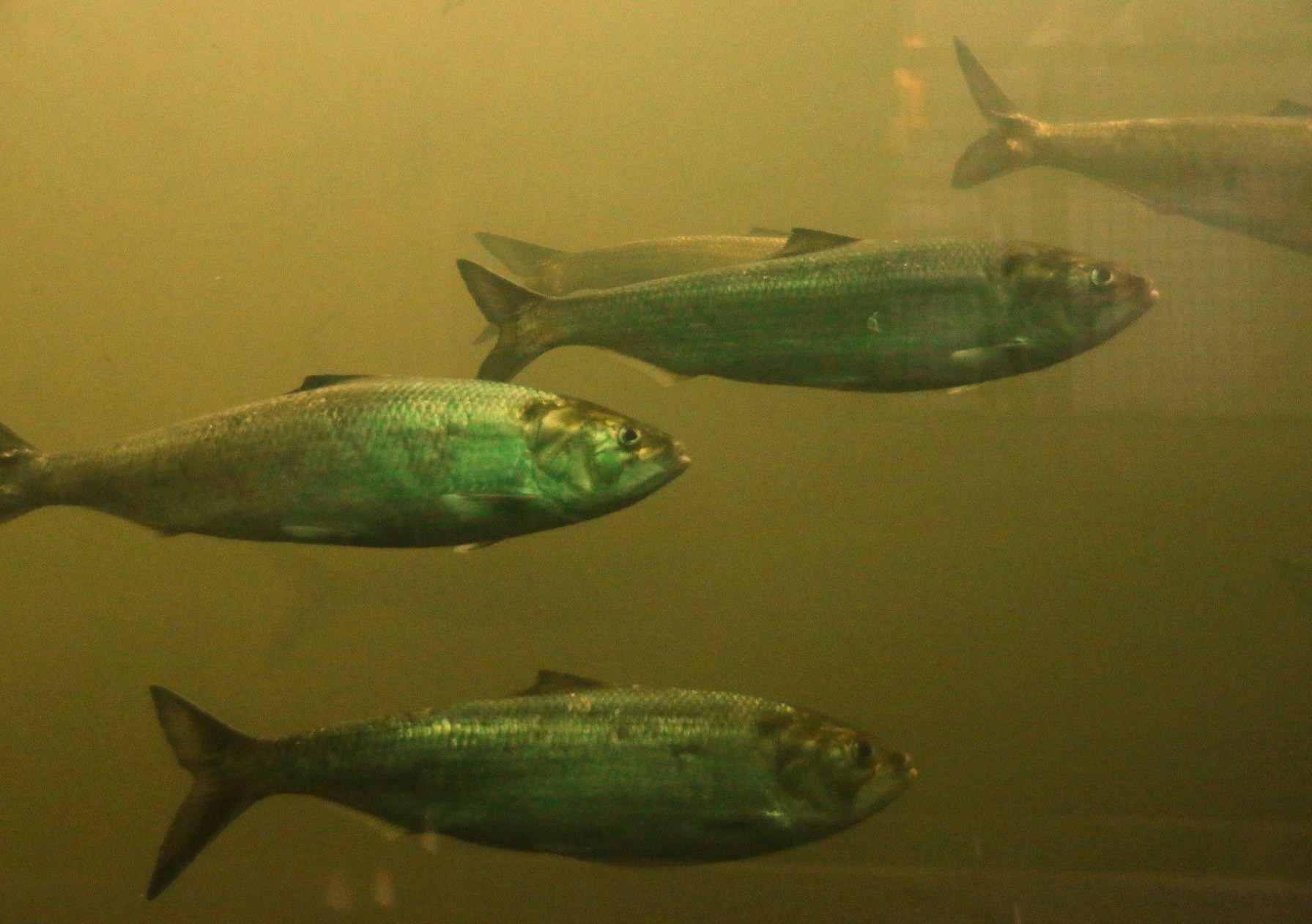 Turners Falls Fishway FirstLight