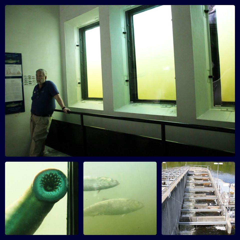 FirstLight Power Announces Fish Passage Operations for 2020 - FirstLight